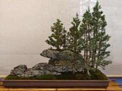 149 BONZAI A MAULEVRIER 2016_000021